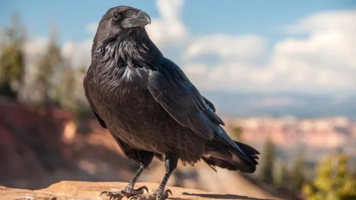 Crow Meaning: Discovering the Secrets of These Smart Birds